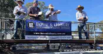 Gloucester bullocks to $1600, heifers quoted firm to stronger