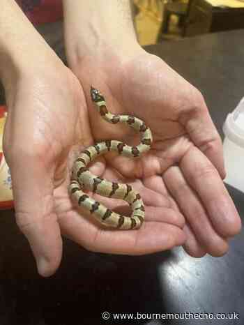 Boscombe resident shocked to find find snake in flat