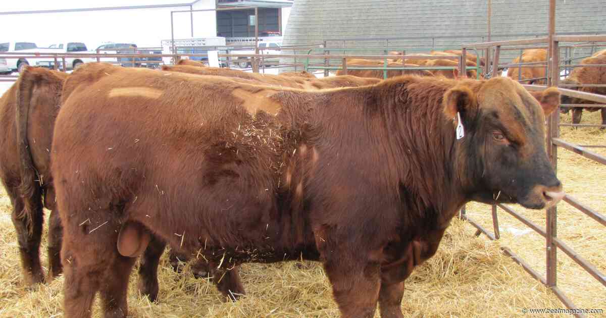 Options exist when bulls fail a breeding soundness exam
