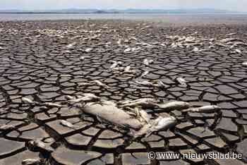 Extreme droogte doodt duizenden vissen in Mexicaanse lagune