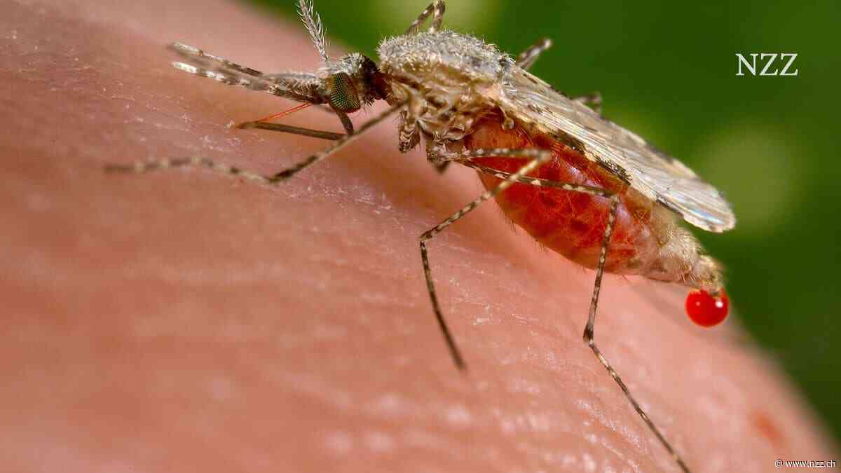 Djibouti will mit gentechnisch veränderten Moskitos gegen Malaria vorgehen. Das Experiment ist umstritten