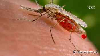 Djibouti will mit gentechnisch veränderten Moskitos gegen Malaria vorgehen. Das Experiment ist umstritten