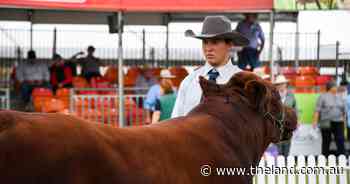 Bright future: Young studmaster Logan Evans recognised at Dubbo Shorthorns