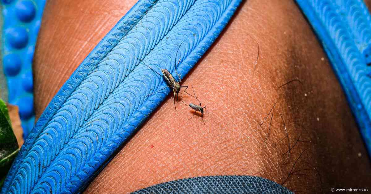 Dengue fever outbreaks rise in Europe - what you need to know about symptoms and treatment