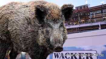 Wildschweine auf Wacker-Werksgelände: Ein Verletzer - Das war passiert