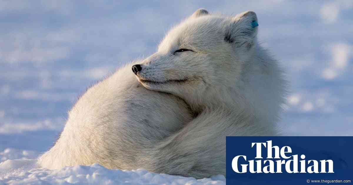 Eagle attacks, red invaders and a genetic bottleneck: inside the fight to save arctic foxes