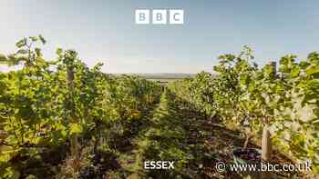 Why are vineyards in Essex thriving?
