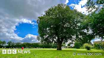 Felling 150-year-old tree 'hypocritical' says head