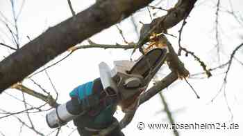 Unglückliche Hebelwirkung: Baumstamm trifft Mann bei Holzfällarbeiten in Söchtenau