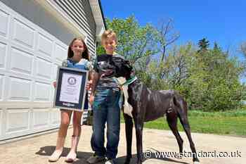 ‘Gentle giant’ great Dane achieves world record for being tallest dog