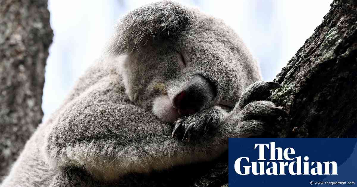 ‘I need your help saving koalas’: how Australians banded together to build wildlife corridors