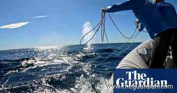 Humpback whale tangled in rope rescued off New South Wales coast - video