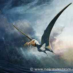 Botten van nog niet eerder ontdekte soort pterosauriër gevonden in Australië