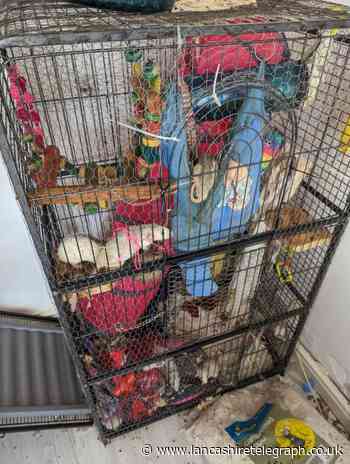Lancashire woman sentenced for neglecting more than 100 rats
