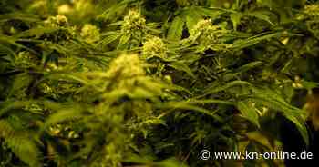 Fehlende Regelungen der Bundesländer: Cannabis Clubs zögern mit Grasanbau