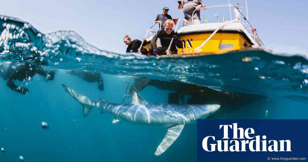 ‘They’re not like puppy dogs. They should be respected’: how to swim with sharks in British waters