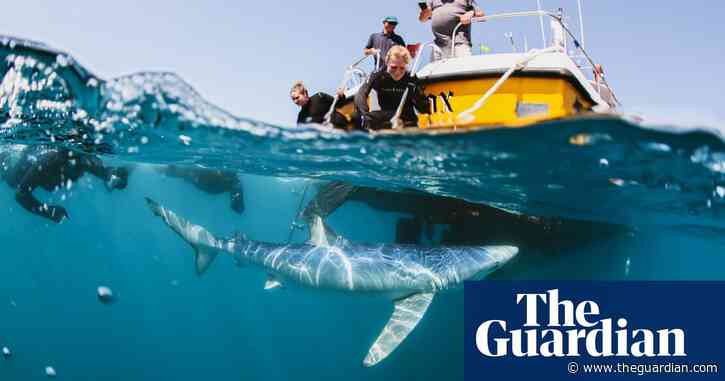 ‘They’re not like puppy dogs. They should be respected’: how to swim with sharks in British waters