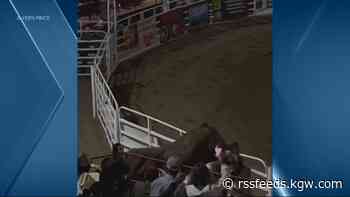 Rodeo bull that jumped fence at Oregon arena will no longer be in competitions, owner says