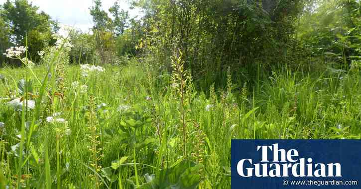 Country diary: Fifty shades of green | Nic Wilson