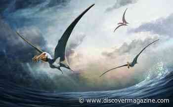 New Pterosaur Species Lived 100 Million Years Ago with a 15-Foot Wingspan