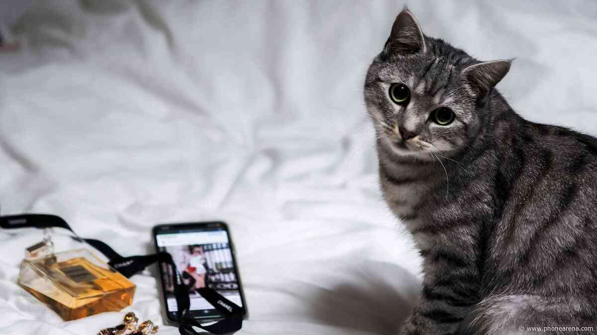There's an AI app that detects pain in cats: it's big in Japan