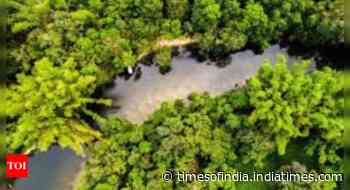 Carbon credits protecting forests use flawed calculations: Study