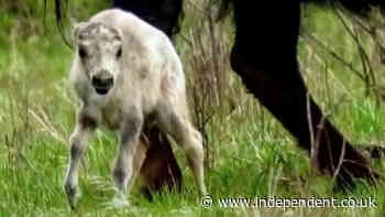 Watch: Rare white bison calf in Yellowstone National Park seen as omen by Native Americans