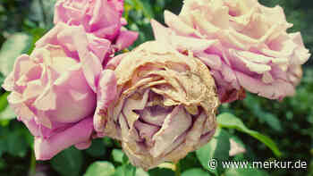 Es winken neue, prachtvolle Blüten: So schneiden Sie verwelkte Rosen richtig ab