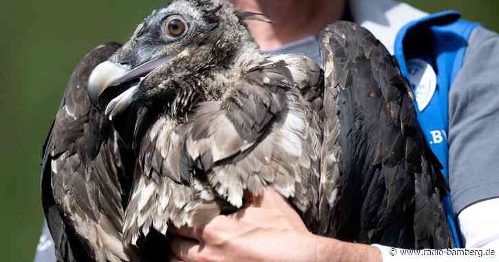 Sturz nach Streit am Fels: Vogelschützer retten Bartgeier