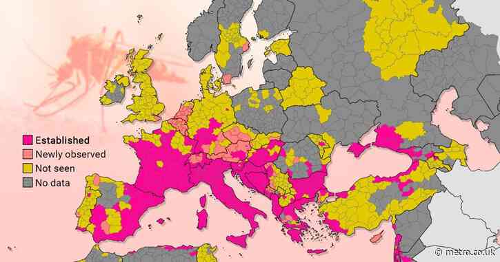 Map shows spread of tiger mosquitoes behind rise in dengue fever across Europe