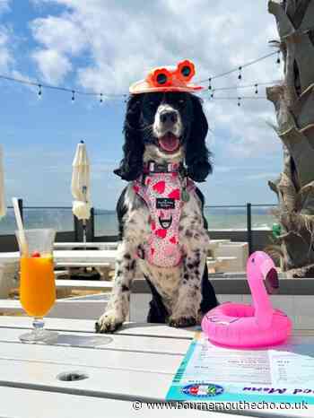 Dogs and their owners invited to Beach Club Pawty