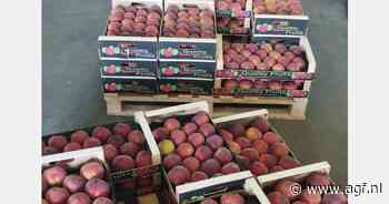 Goede oogst, maar lagere vraag naar Griekse perziken en nectarines