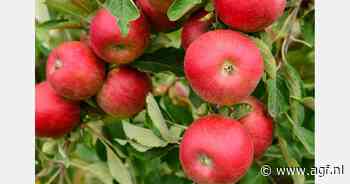 "Hoewel kleinere appelen, is het een van de beste oogsten in jaren"