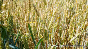 USDA verlaagt prognoses voor tarwe in Europa