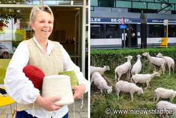 Iris (55) verkoopt wol van Gentse schapen, maar ook koffie en gebak: “Hier kan je even offline gaan”