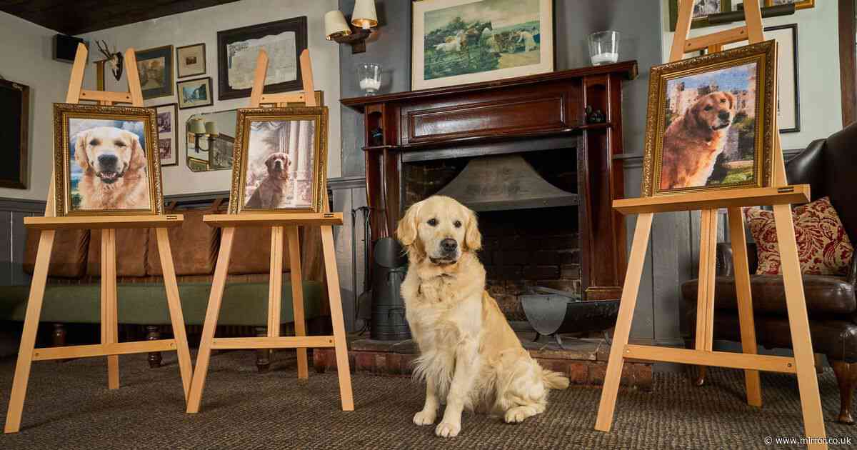 Son of top stud dog fathers nearly 100 guide dog puppies after taking over from his dad