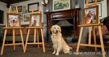 Son of top stud dog fathers nearly 100 guide dog puppies after taking over from his dad