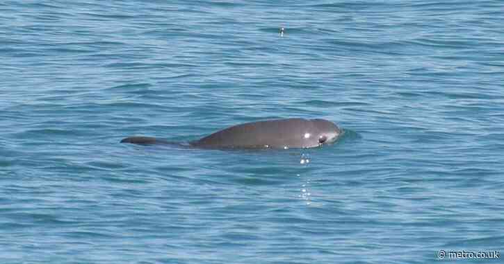 Time is running out for the world’s rarest sea animal