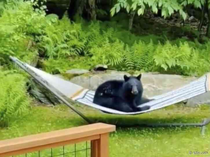 Watch: Bear relaxes on a hammock in a Vermont yard