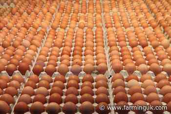 Egg producers urge next government to ban low quality imports