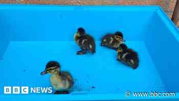 Ducklings rescued from underground BT culvert