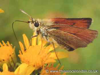 Nature Notes: The link between butterflies and moths