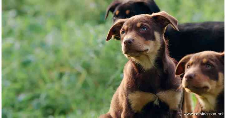 Muster Dogs Season 1 Streaming: Watch & Stream via Netflix