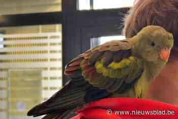Eigenaar van papegaai gevonden in Pelt