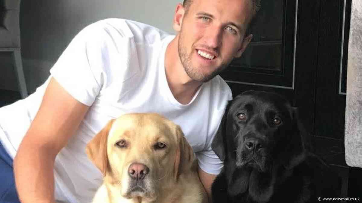 Three puppies on a shirt! England stars and their beloved pets who will bark them on at the Euros - with Phil Foden's French bulldog, Kane's two labradors and Declan Rice's cockapoo Raffa all part of the army of patriotic pooches