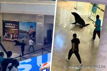 Ontsnapte zeeleeuw zet winkelcentrum in China op stelten