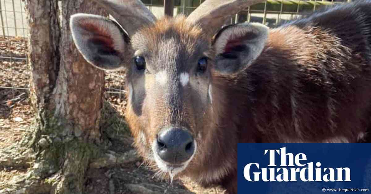 Rare antelope chokes to death on plastic cap at Tennessee zoo