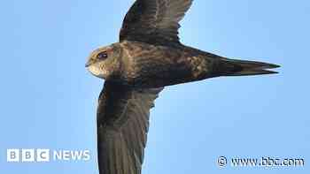Volunteers install nest boxes to entice swifts