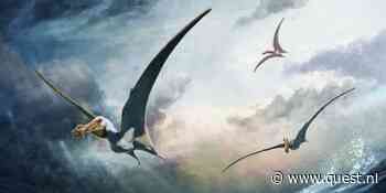 Nieuwe pterosauriër ontdekt: deze vijf dingen wil je weten