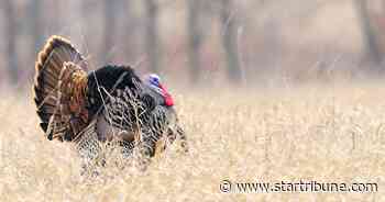 Minnesota spring wild turkey hunting is record-setting